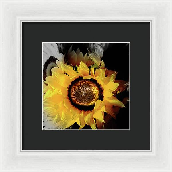 Sunflower Fades - Framed Print