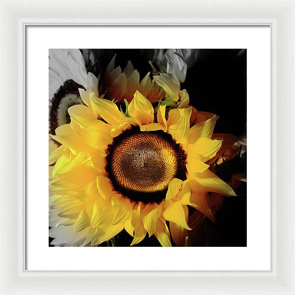 Sunflower Fades - Framed Print