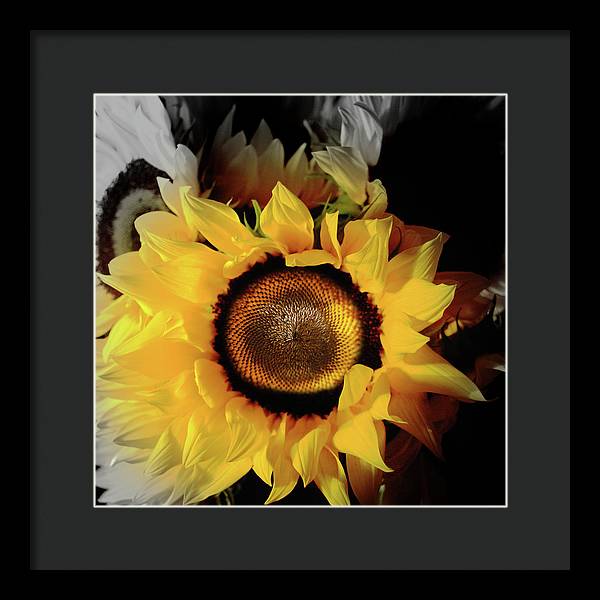 Sunflower Fades - Framed Print