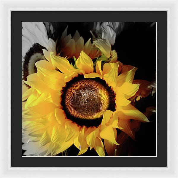 Sunflower Fades - Framed Print