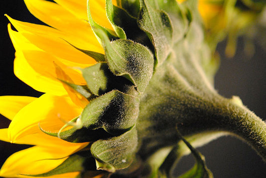 Sunflower Back Digital Image Download
