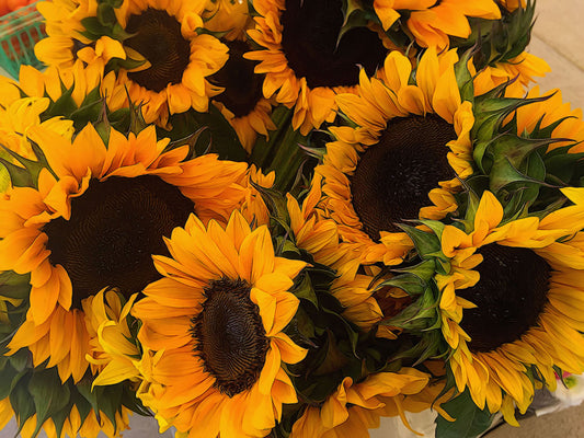 Sunflower Basket Digital Image Download