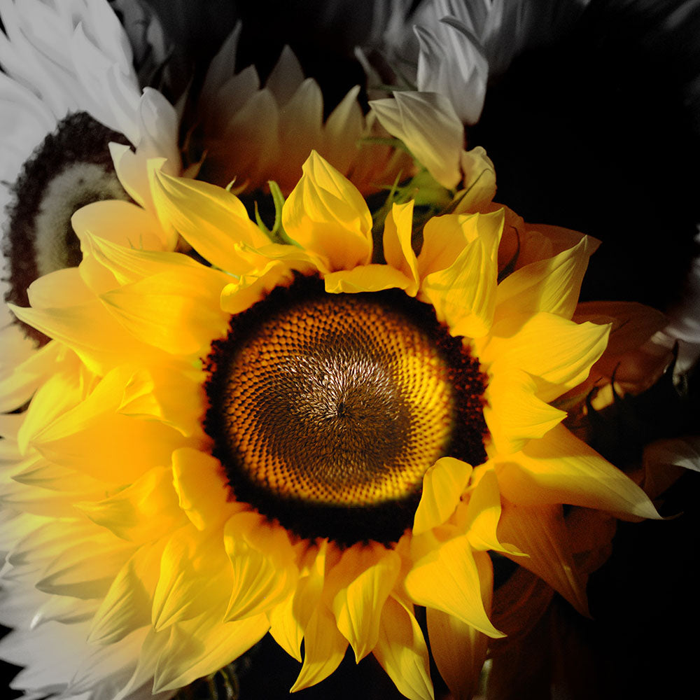 Sunflower Bunch In Black and White Digital Image Download