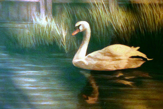 Swan Painting Digital Image Download