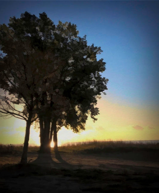 Three Tree Morning Digital Image Download