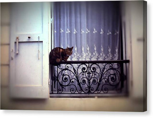 Vintage Travel Cat on a French Balcony 1967 - Canvas Print