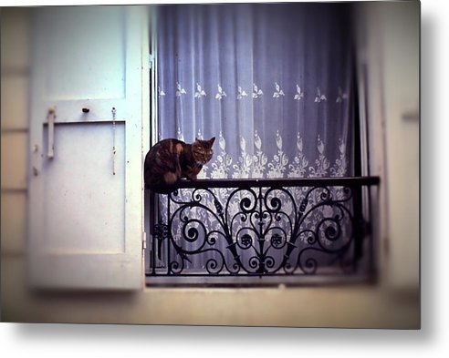 Vintage Travel Cat on a French Balcony 1967 - Metal Print