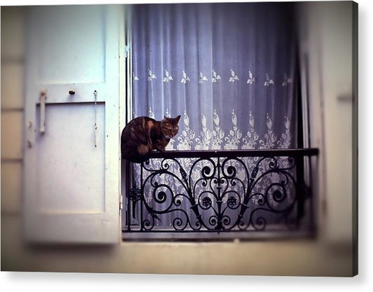 Vintage Travel Cat on a French Balcony 1967 - Acrylic Print