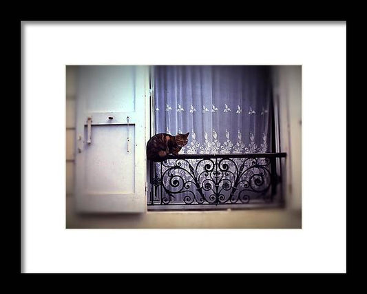 Vintage Travel Cat on a French Balcony 1967 - Framed Print
