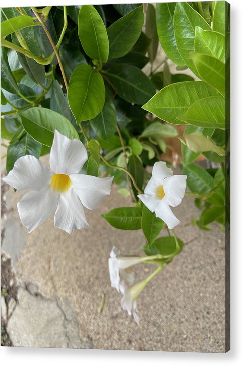 White Sidewalk Flower - Acrylic Print