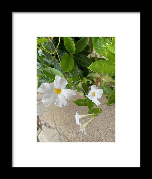 White Sidewalk Flower - Framed Print