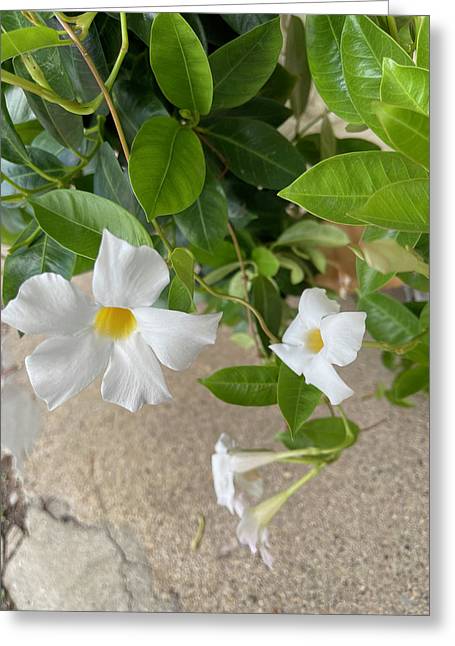 White Sidewalk Flower - Greeting Card