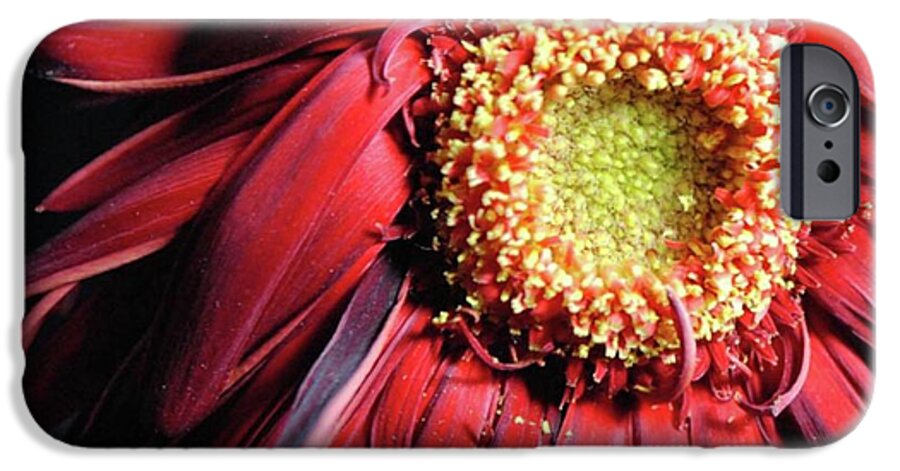 Wilting Red Daisy - Phone Case