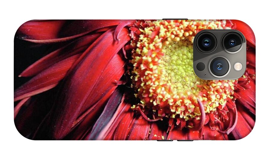 Wilting Red Daisy - Phone Case