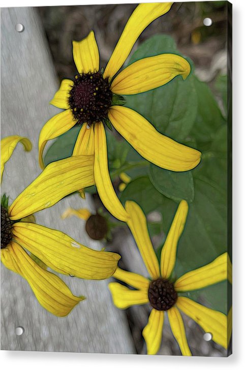 Yellow Cone Flower Close Up - Acrylic Print