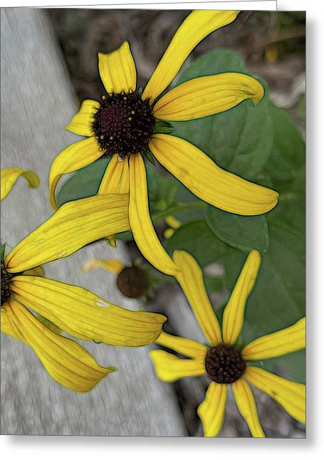Yellow Cone Flower Close Up - Greeting Card