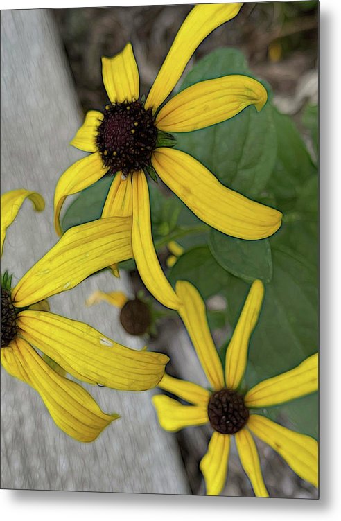 Yellow Cone Flower Close Up - Metal Print