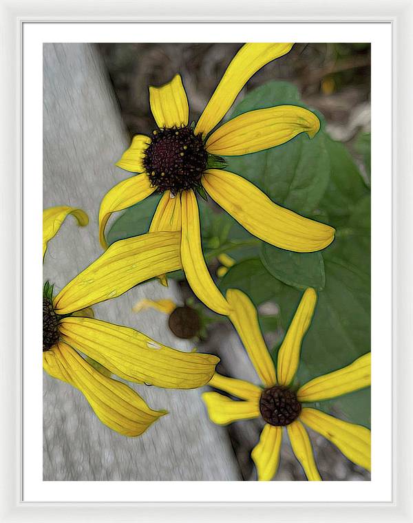 Yellow Cone Flower Close Up - Framed Print