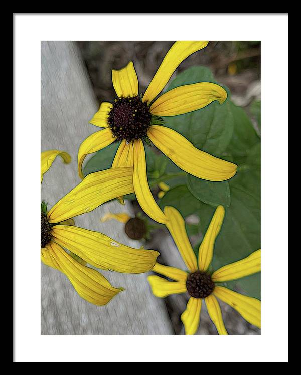 Yellow Cone Flower Close Up - Framed Print