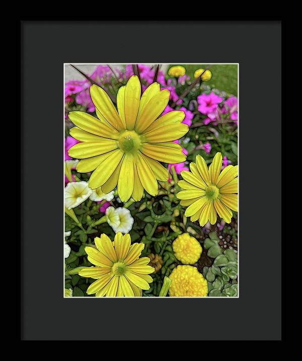 Yellow Daisy Garden - Framed Print