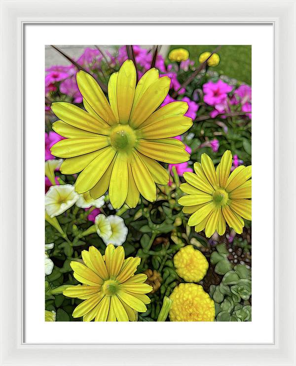 Yellow Daisy Garden - Framed Print